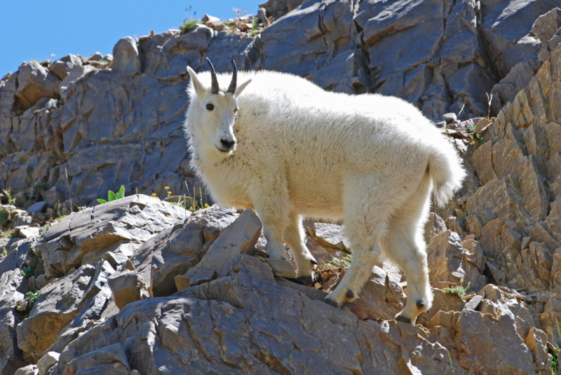   Gorske koze v Utahu