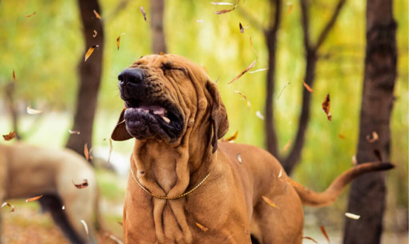 Grypa u psów: objawy, leczenie i zapobieganie