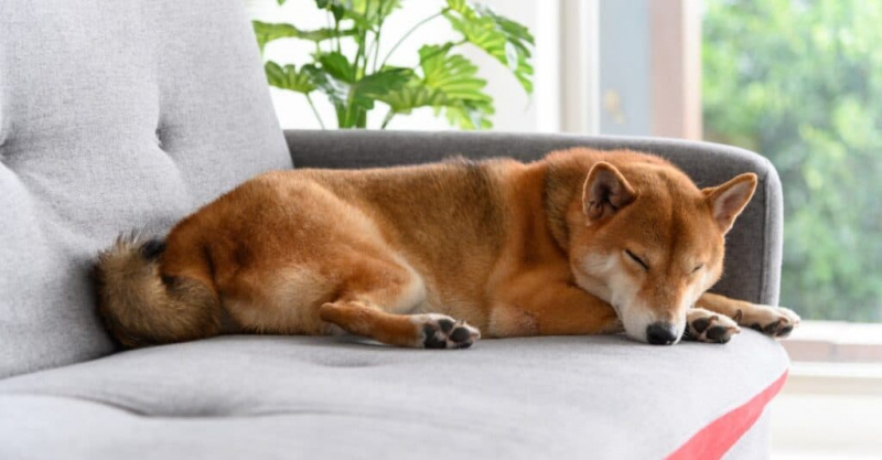   Shiba Inu tertidur di atas sofa
