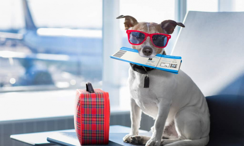   Šuo oro uosto terminale su bilietu burnoje, akiniais nuo saulės ir mažu lagaminu
