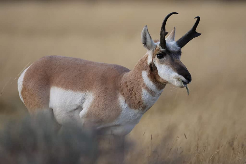   Pronghorn Wyoming, Yellowstone National Park