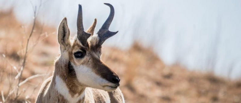   ละมั่ง Pronghorn เล็มหญ้าในทุ่งหญ้า