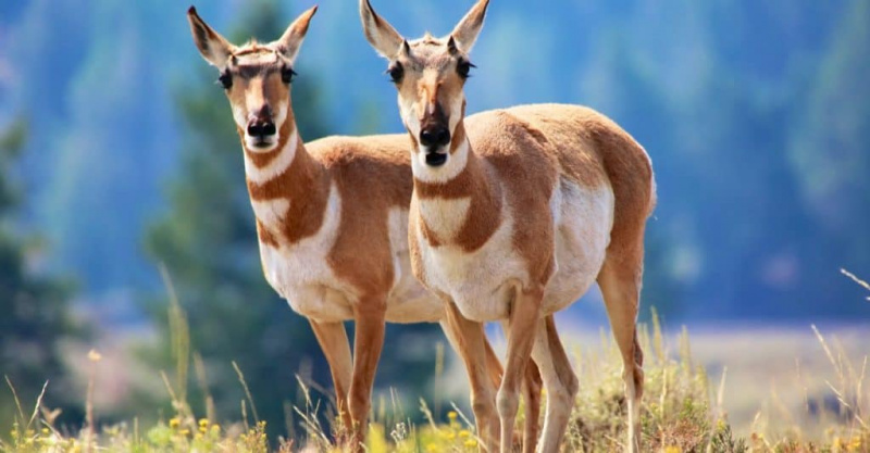   Pronghorn antilopa v parku Yellowstone.