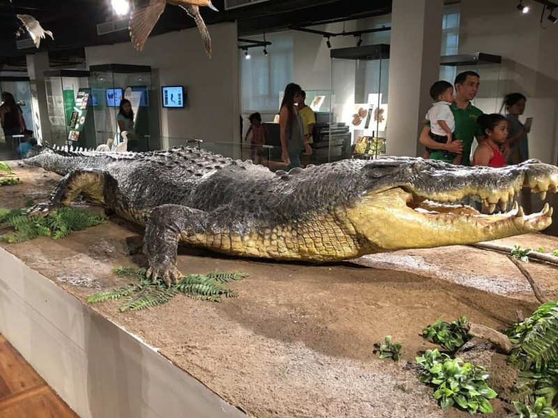   Esqueça as cobras em um avião! Descubra como um crocodilo solto em um avião levou à tragédia