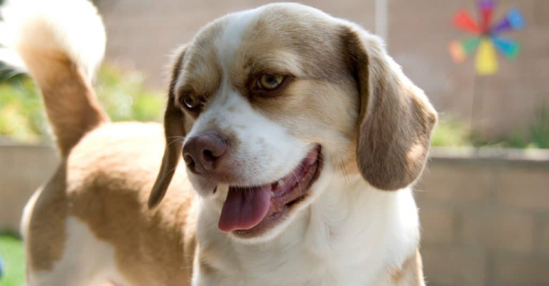   Anjing Peagle gembira tersenyum