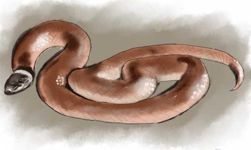지네와의 치명적인 전투 후 플로리다에서 발견된 북미에서 가장 희귀한 뱀