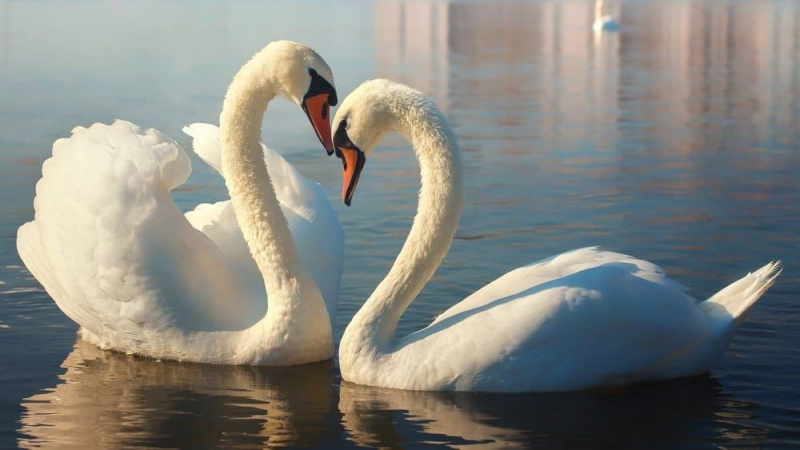   Deux cygnes blancs.