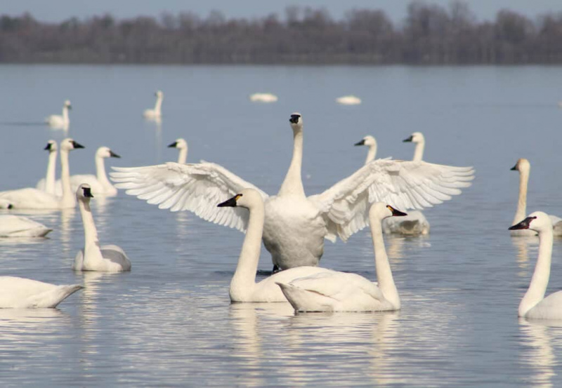   Tundros gulbių pulkas ant vandens telkinio