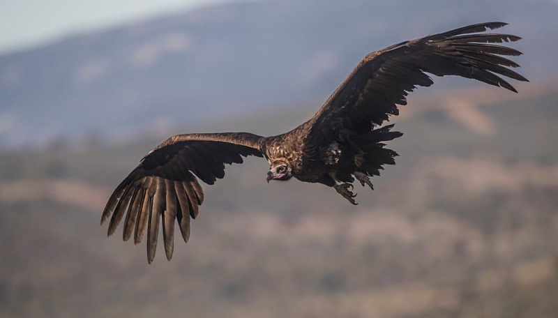   Burung hering hitam Eurasia - dalam penerbangan oleh pergunungan