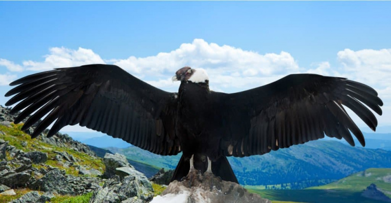  Burung Pemangsa Terbesar - Andes Condor