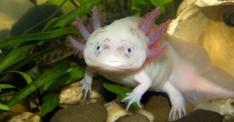 Axolotls কি টেক্সাসে অবৈধ?