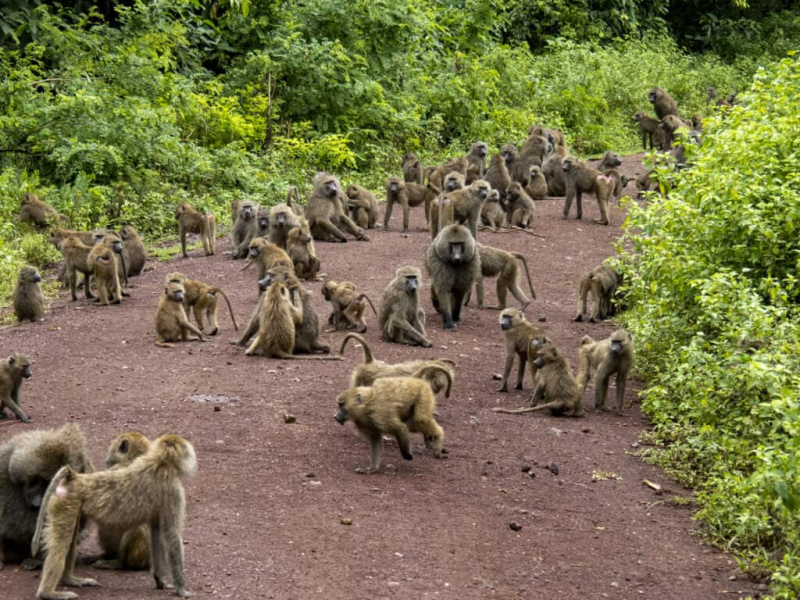   grup de babuini