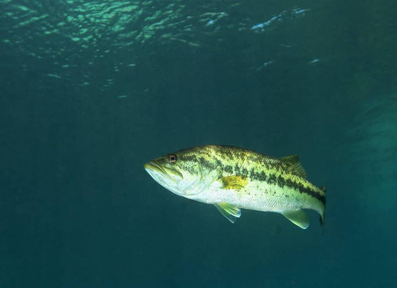 Oplev den største largemouth bas nogensinde fanget i Idaho