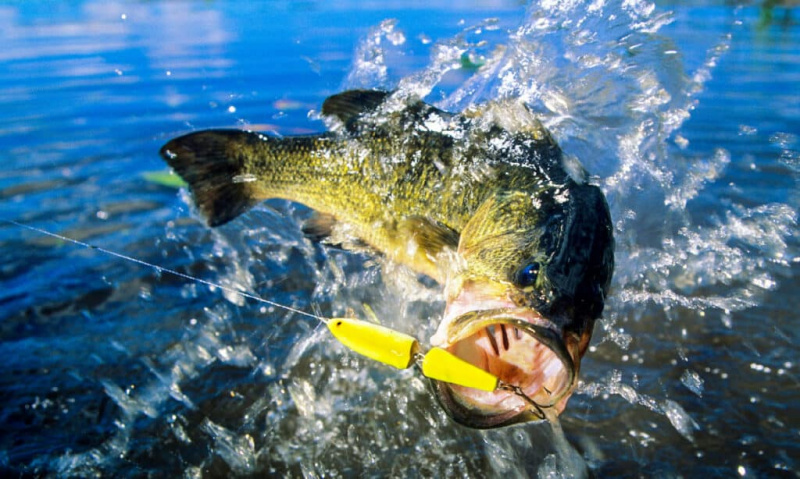 bass largemouth