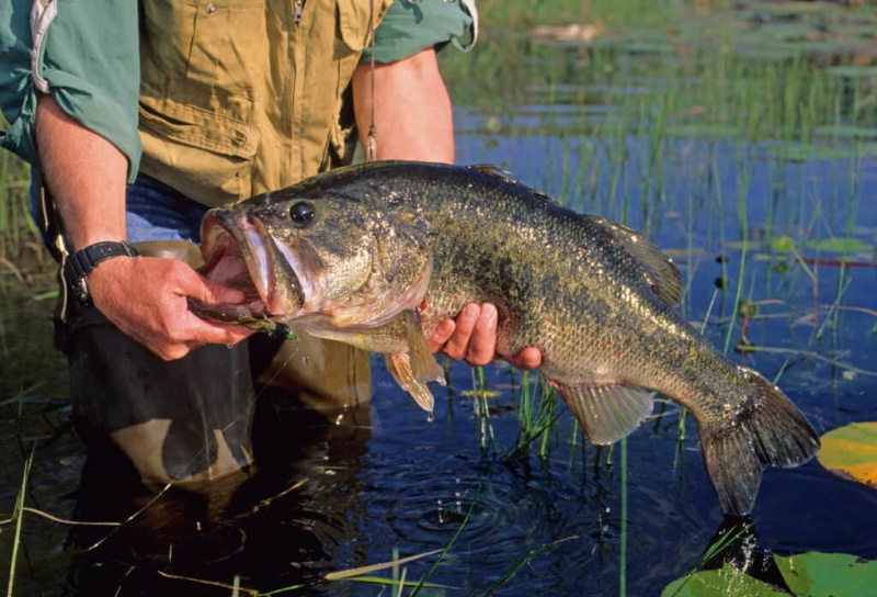   Trofæ Largemouth bas