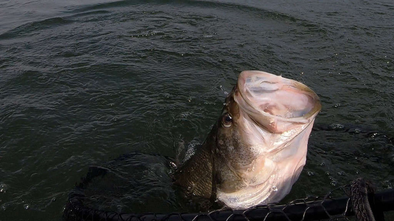   Ларгемоутх Басс улази у мрежу отворених уста. Риба је пуштена неповређена.
