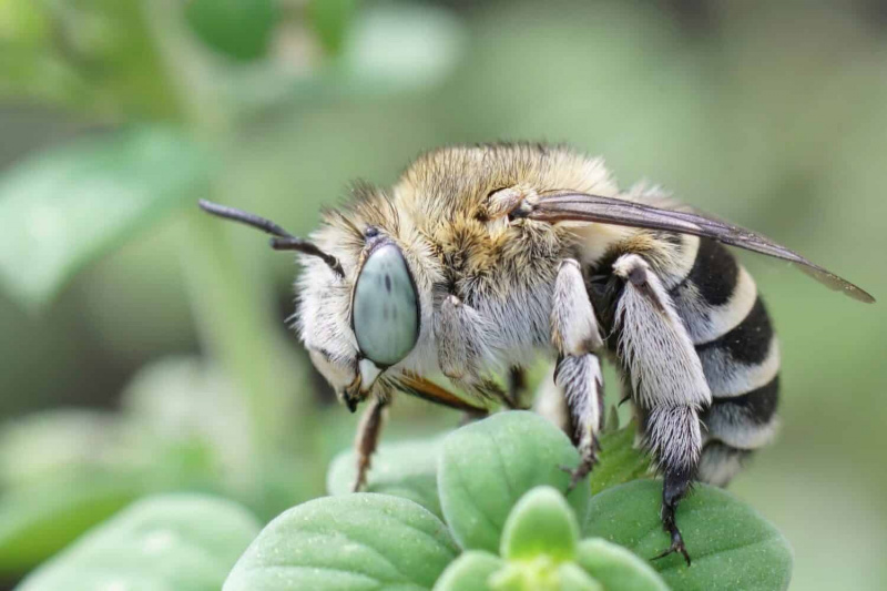   Gambar dekat pada lebah penggali berjalur putih bermata besar yang comel, Amegilla albigena duduk di atas daun hijau