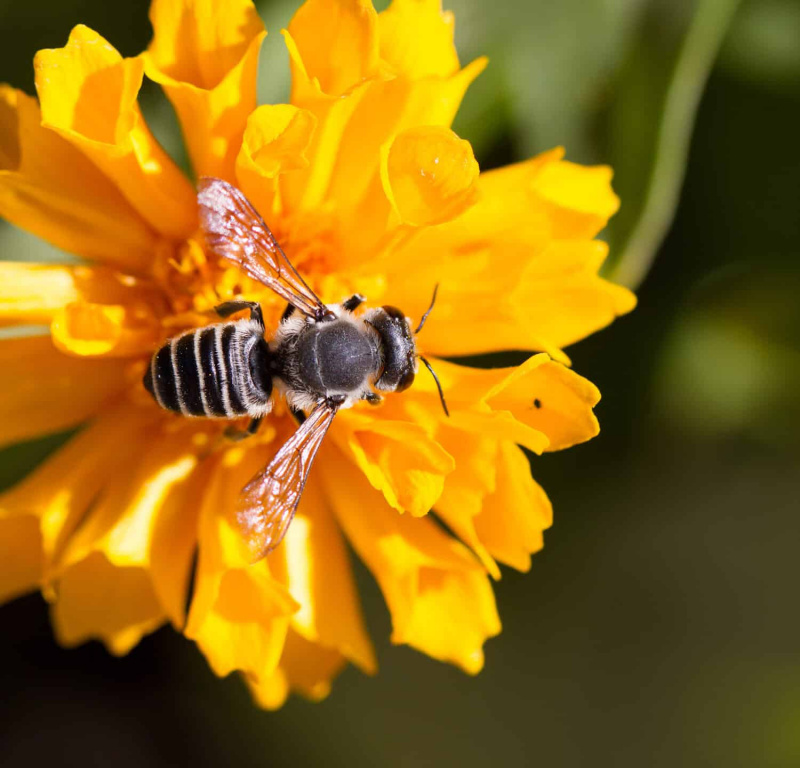   Plasterer Bee pada bunga Coreopis kuning