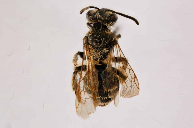   Andrena Nasonii, Spesimen Makro Lebah, Serangga terbang, sisi depan belakang