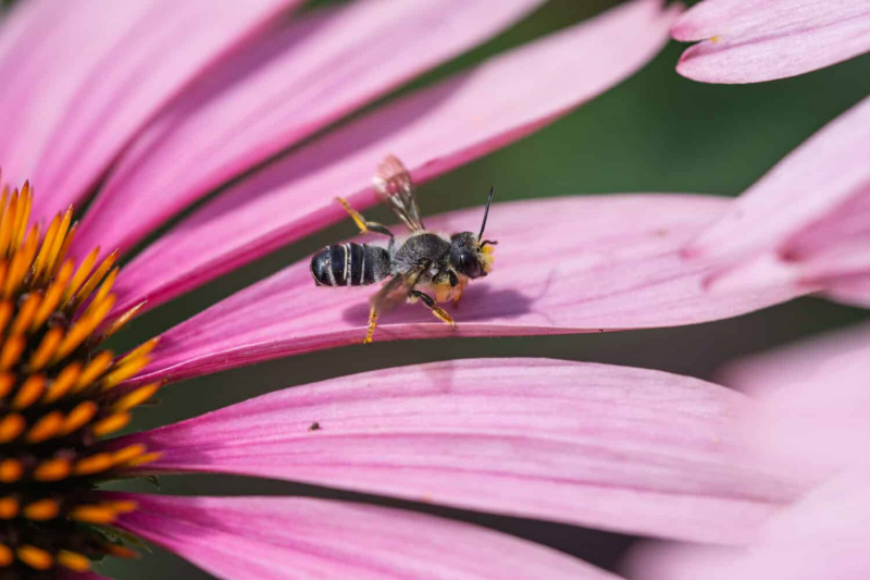   Pugnacious Leafcutter Bee pada Bunga Echinacea