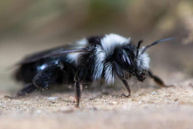   пепељаста рударска пчела (Андрена цинериа). Женка инсекта из породице Андренидае, са дугом црно-белом длаком и сложеним оком. Пчела је на фотографији хоризонтална. Глава му је окренута ка оквиру удесно. Пчела се налази на песку.
