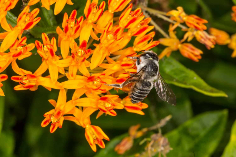   Тексашка пчела резачица (Мегацхиле текана) на лептиру (Асцлепиас тубероса)