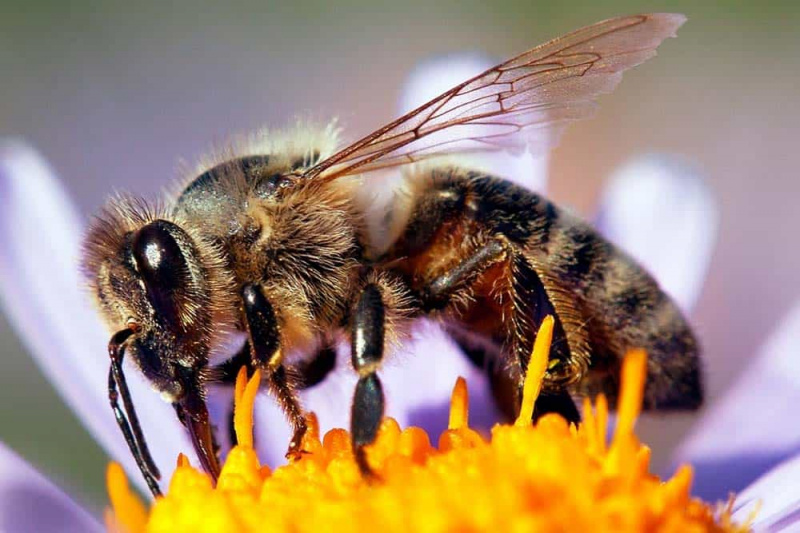 Arten von Bienen in Florida und wo sie schwärmen
