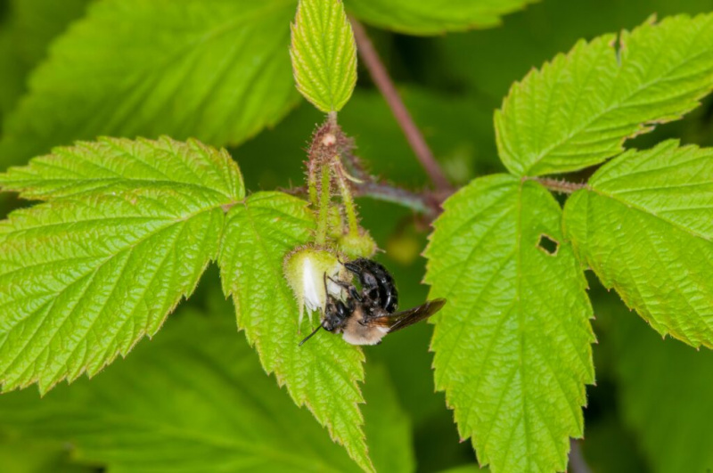   Хабропода лабориоса се храни цветом боровнице. Биљка има зелене тролистне листове (расту у три) који заузимају већи део оквира. Пчела је средишњи оквир прилично мала. Налази се на цвету боровнице.