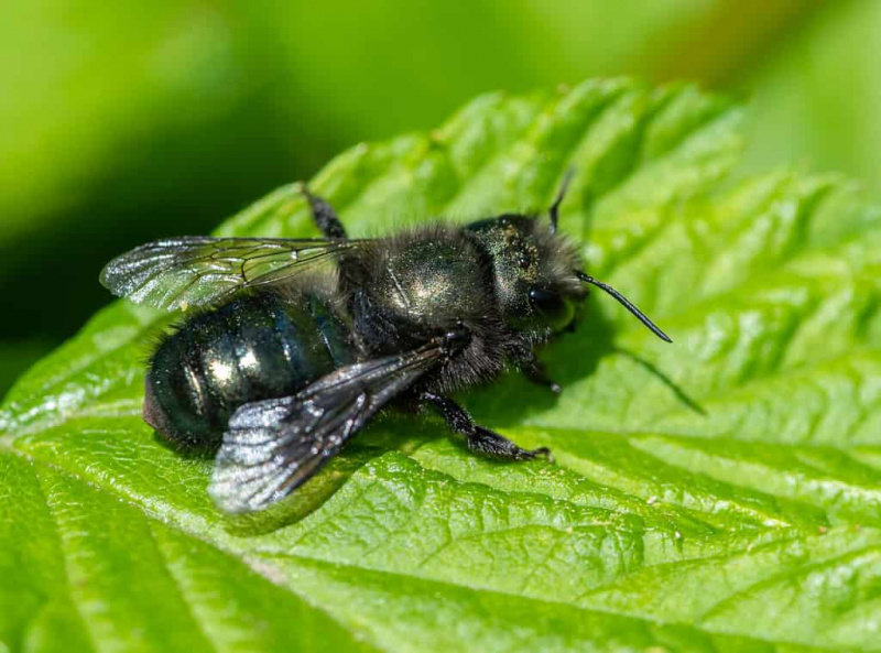   Масон пчела (Осмиа лигнариа) која се налази на листу лососа