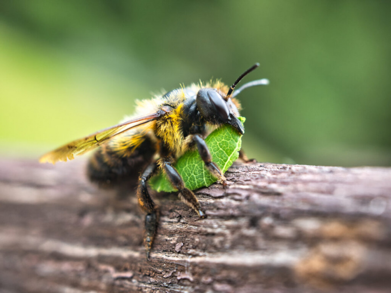  Gambar dekat lebah pemotong daun (Megachile) dengan sehelai daun, yang digunakan sebagai bahan binaan. Lebah menghadap bingkai kanan. Lebah mempunyai sehelai daun hijau dalam cengkamannya. Lebah berwarna hitam dengan tanda kuning.
