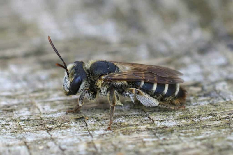   Gambar dekat pada betina lebah pelombong Variable, Andrena variabilis