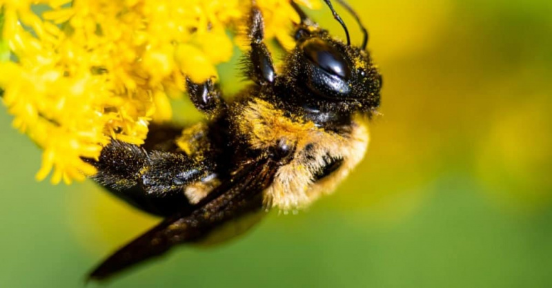   Adakah lebah menyengat