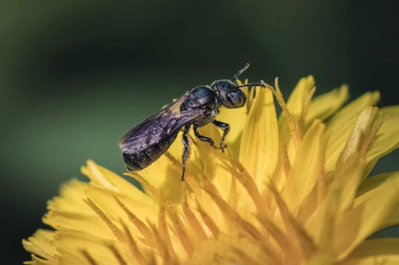   Мала мала дрводељска пчела (род Цератина) која опрашује и храни се на дивљем цвету жутог маслачка, Лонг Ајленд, Њујорк, САД.