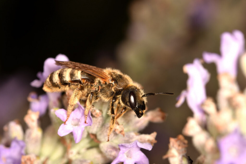   Макро фотографија изоловане пчеле знојнице (Халицтус рубицундус) док тражи полен на цветовима лаванде на природној позадини.