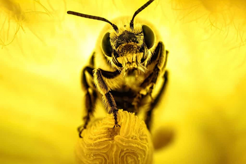   Lebah labu di dalam bunga labu