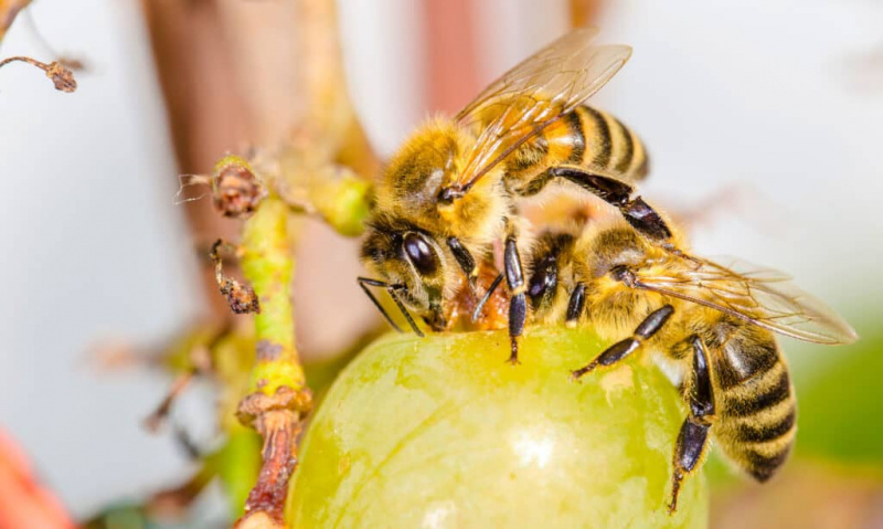 Simbolismo e significado do espírito da abelha