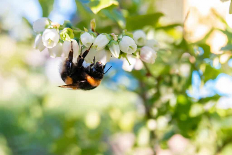   Ett bi som samlar nektar från blåbärsblommor