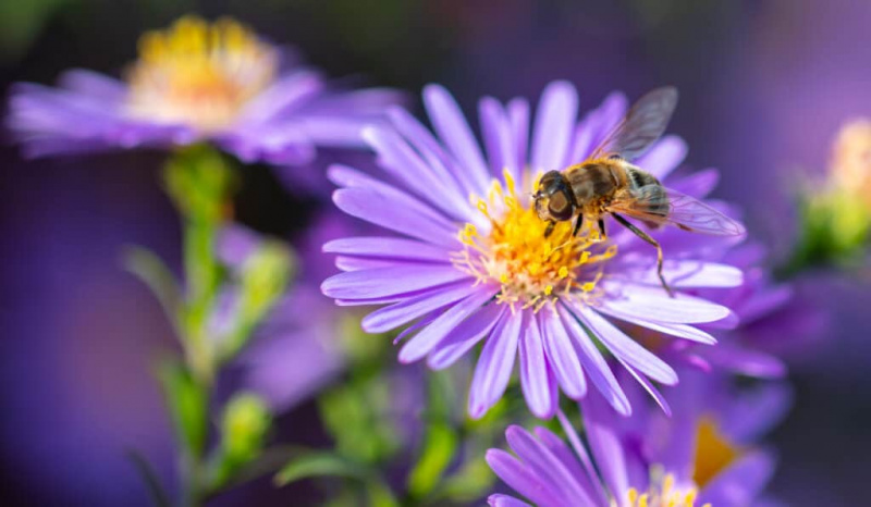   Пчела на љубичастом цвету