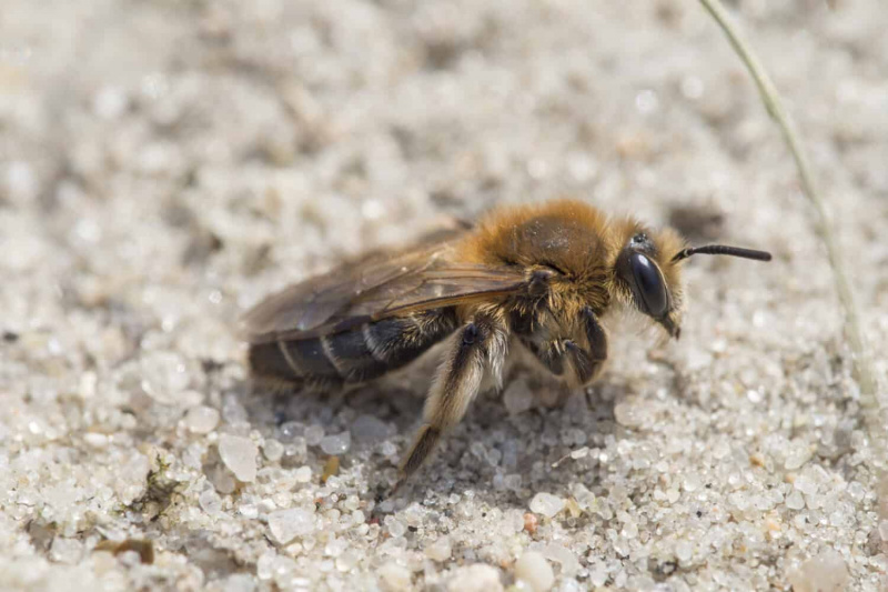   Lebah perlombongan - Andrena barbilabris