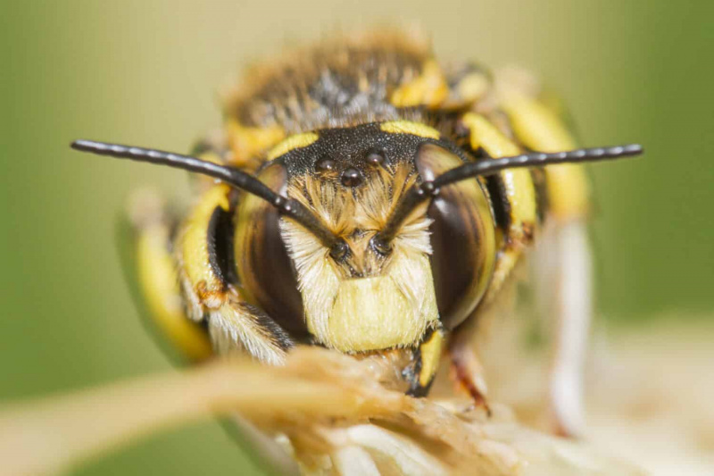   Пчела малтера (породица Цоллетидае) изолована на зеленом