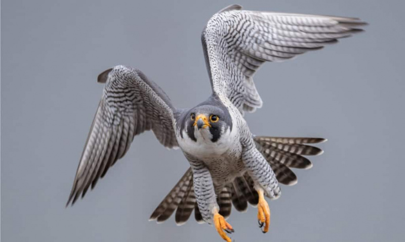   Peregrine falcon lennossa