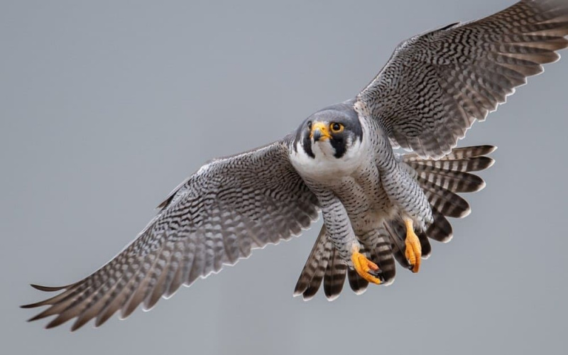   Peregrine Falcon skrendantis sparnais