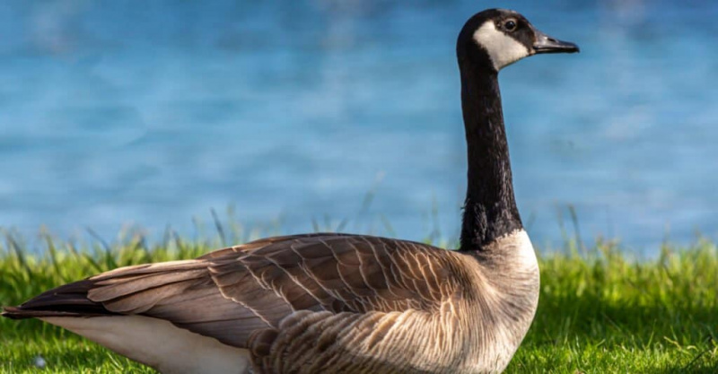   Canada goose na naglalakad patungo sa tubig