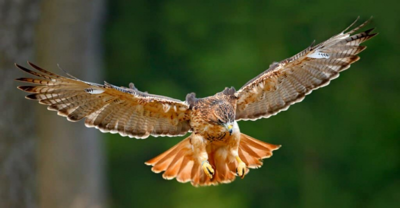   Mga Hayop na Molt - Red Tailed Hawk