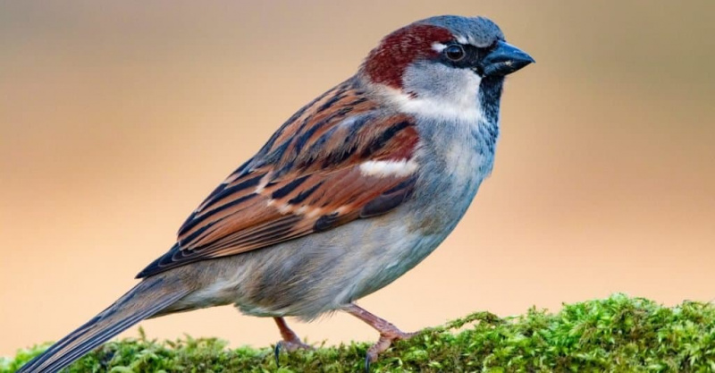   Isang lalaking House Sparrow (Passer domesticus) na nakaupo sa isang malumot na sanga