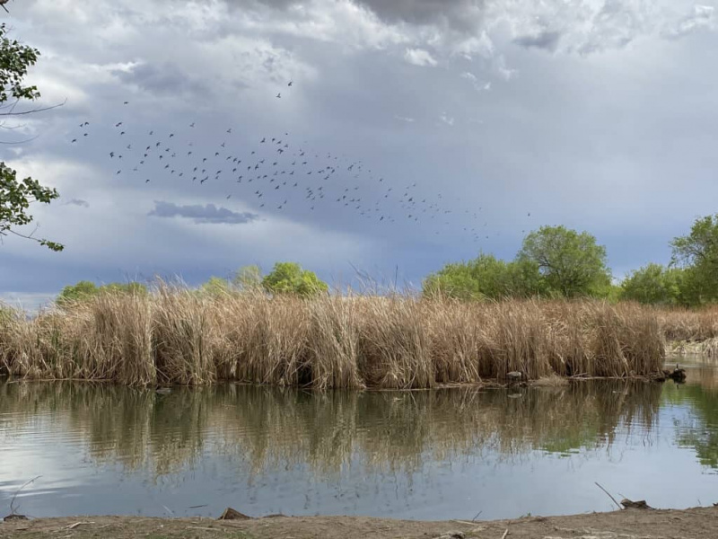 5 địa điểm ngắm chim tốt nhất của Nevada vào mùa hè này