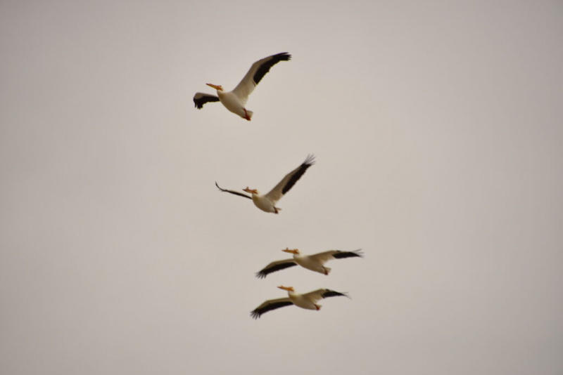   Pelikanai, skraidantys Stillwater nacionaliniame laukinės gamtos prieglobstyje