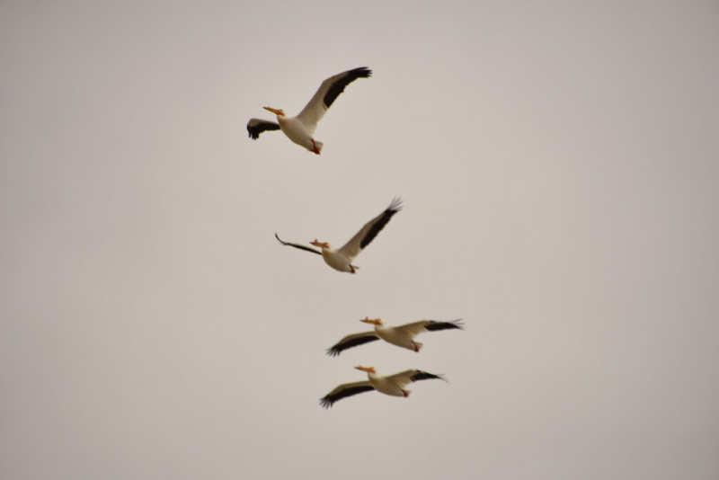   Pelicanos voando em Stillwater National Wildlife Refuge