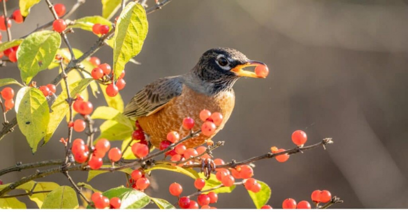 American robin dengan buah beri di mulutnya