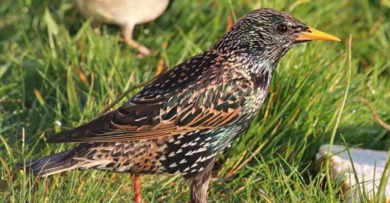   Mga ibong kumakain ng wasps: Common Starling